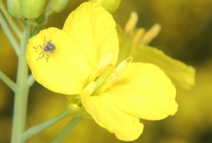 Raps-Blüte mit Rüsselkäfer - Pyrethroide als fettlösliche  Insektizide